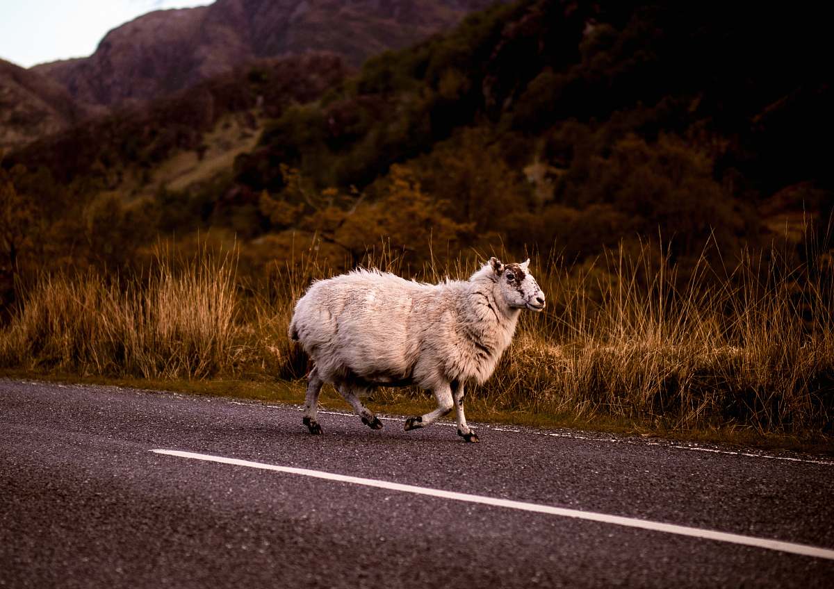 mammal white sheep on road sheep