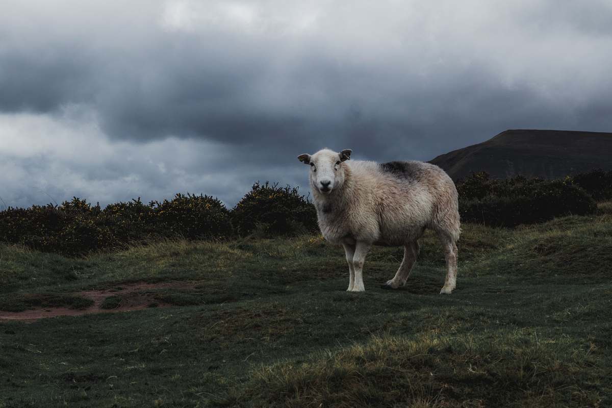 mammal white sheep under nimbus clouds sheep