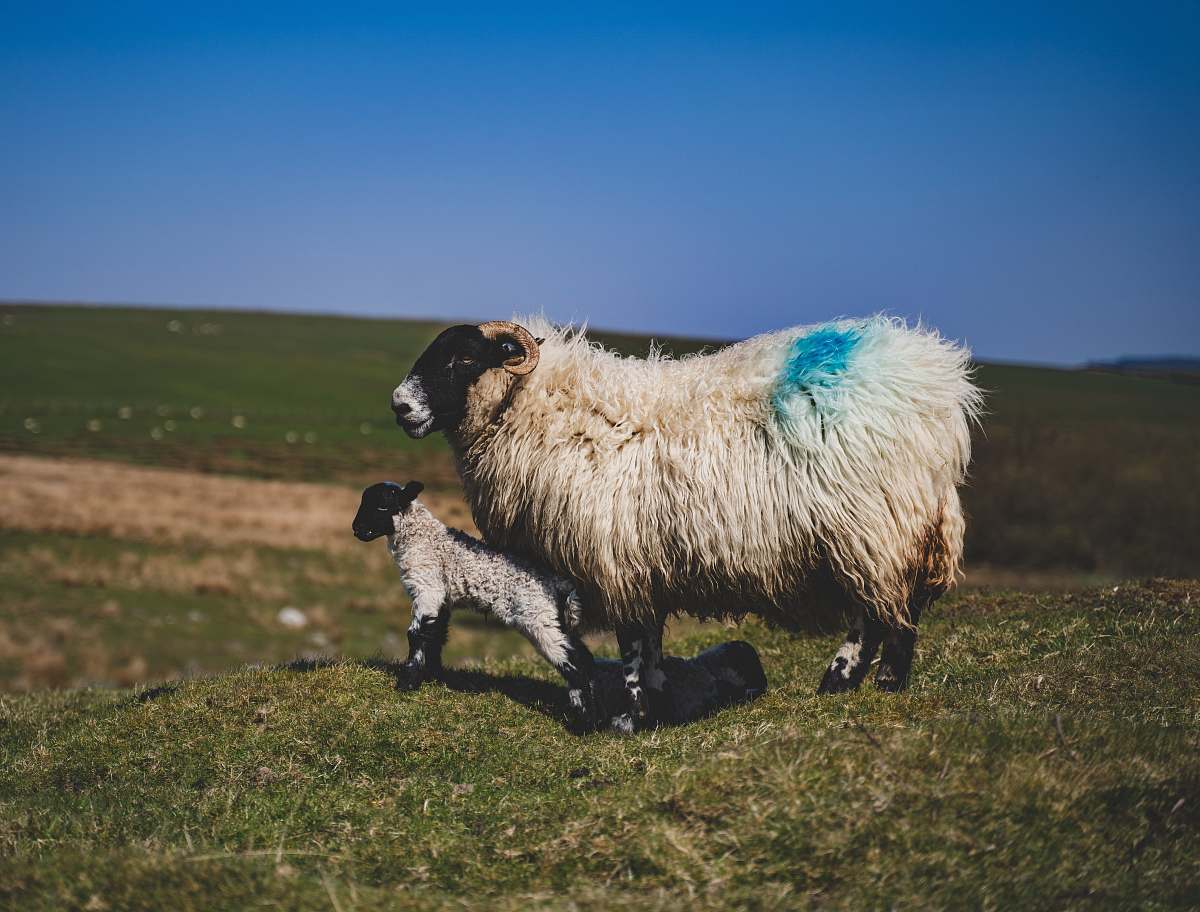 mammal white sheep with kid sheep
