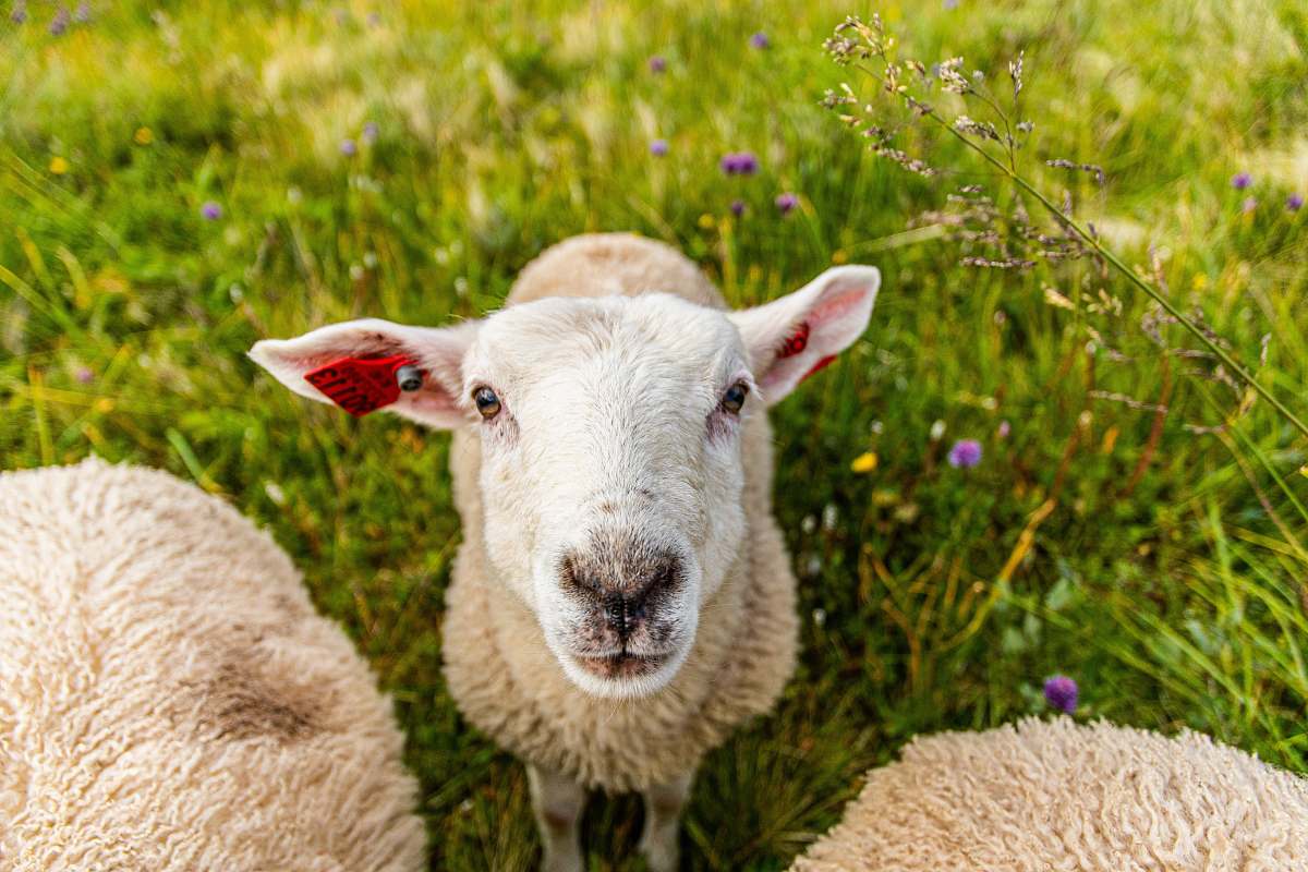 mammal white sheeps on grass field sheep
