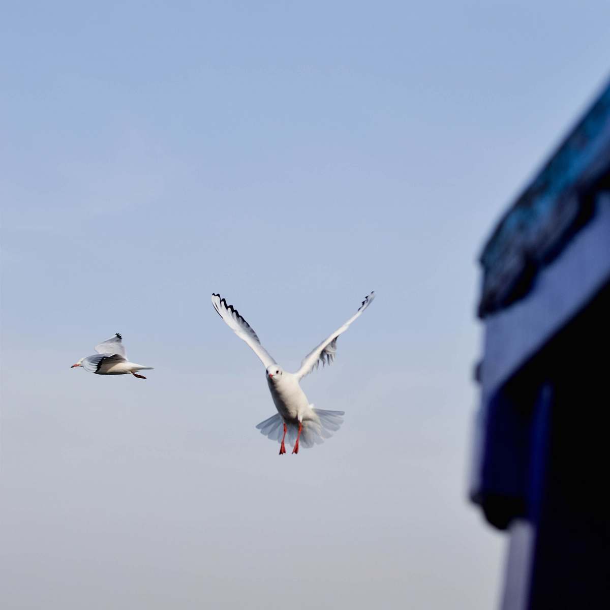 bird white small beaked birds on air flying