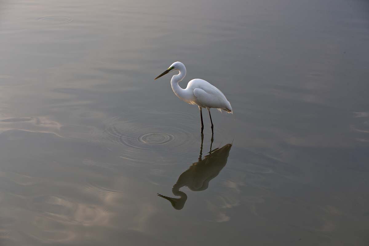 bird white stork standing on body of water waterfowl