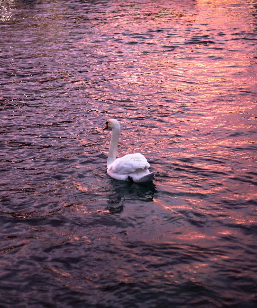 bird white swan at pond outdoors
