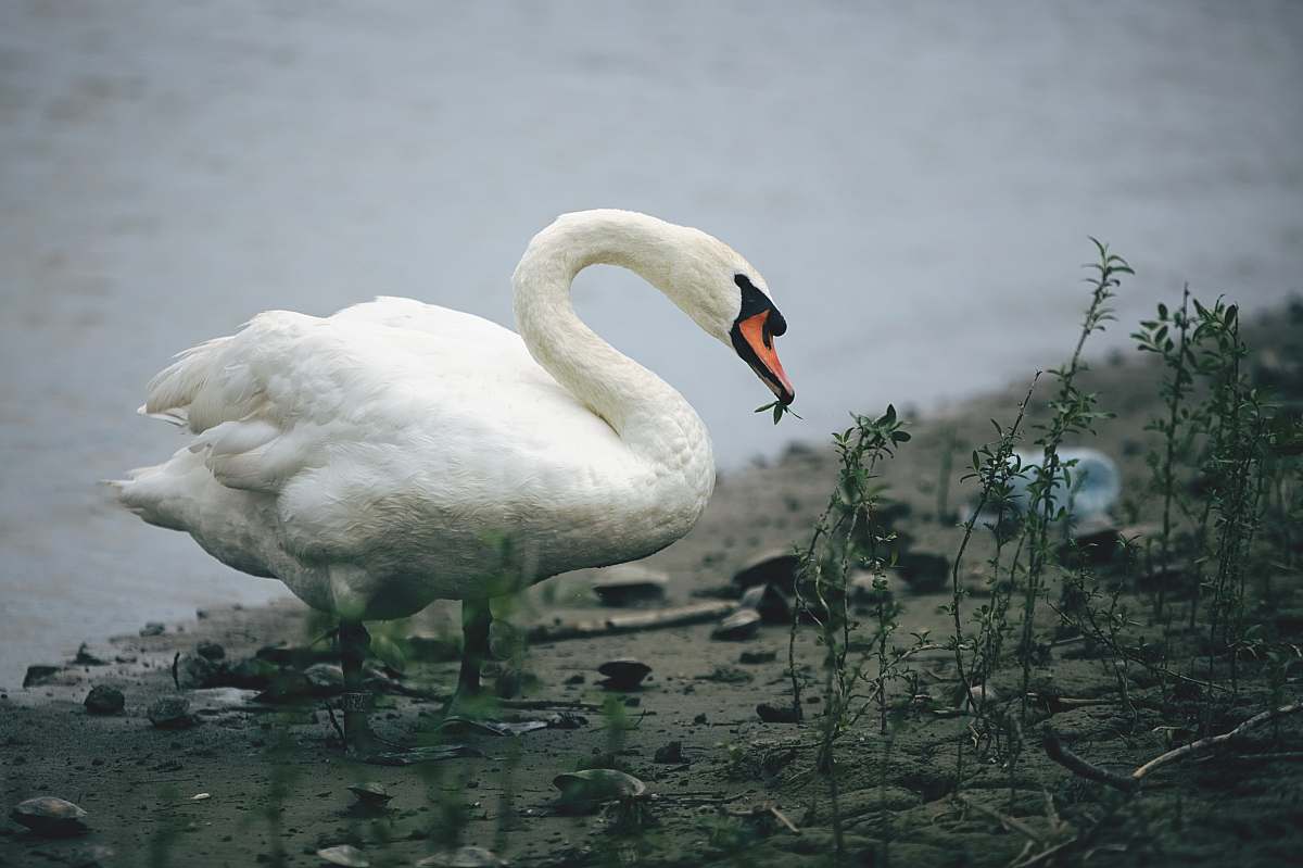 bird white swan eating near body of water during daytime swan