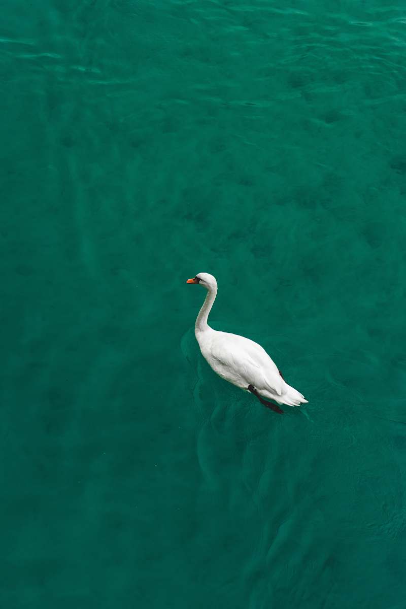 bird white swan floating on water waterfowl