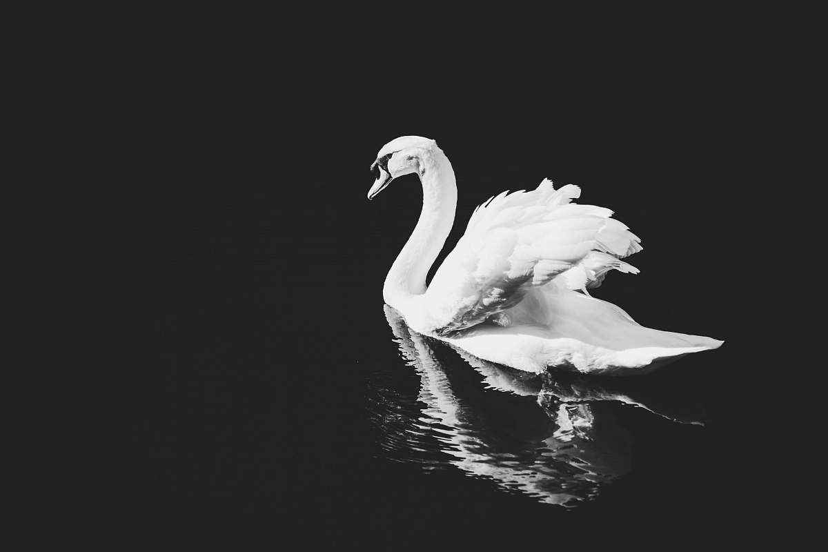 black-and-white white swan on water swan