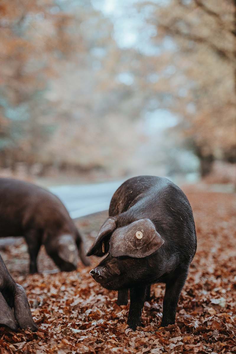 pig wild board standing of dried leaves shallow focus photography boar