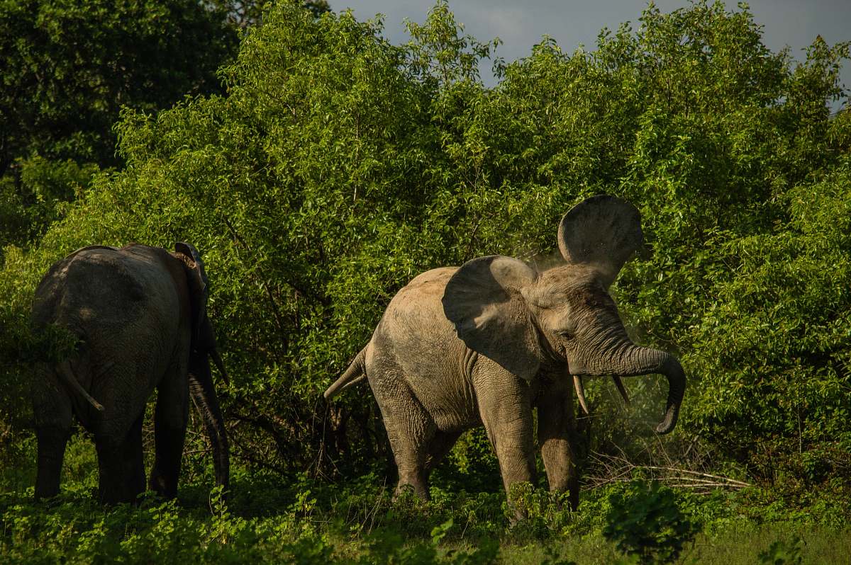 elephant wildlife photo of two gray elephants mammal