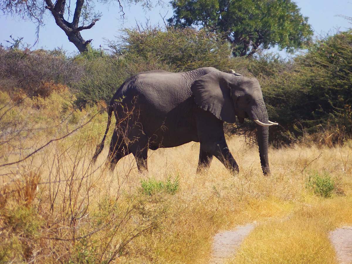 mammal wildlife photography of elephant walking on brown grass during daytime elephant