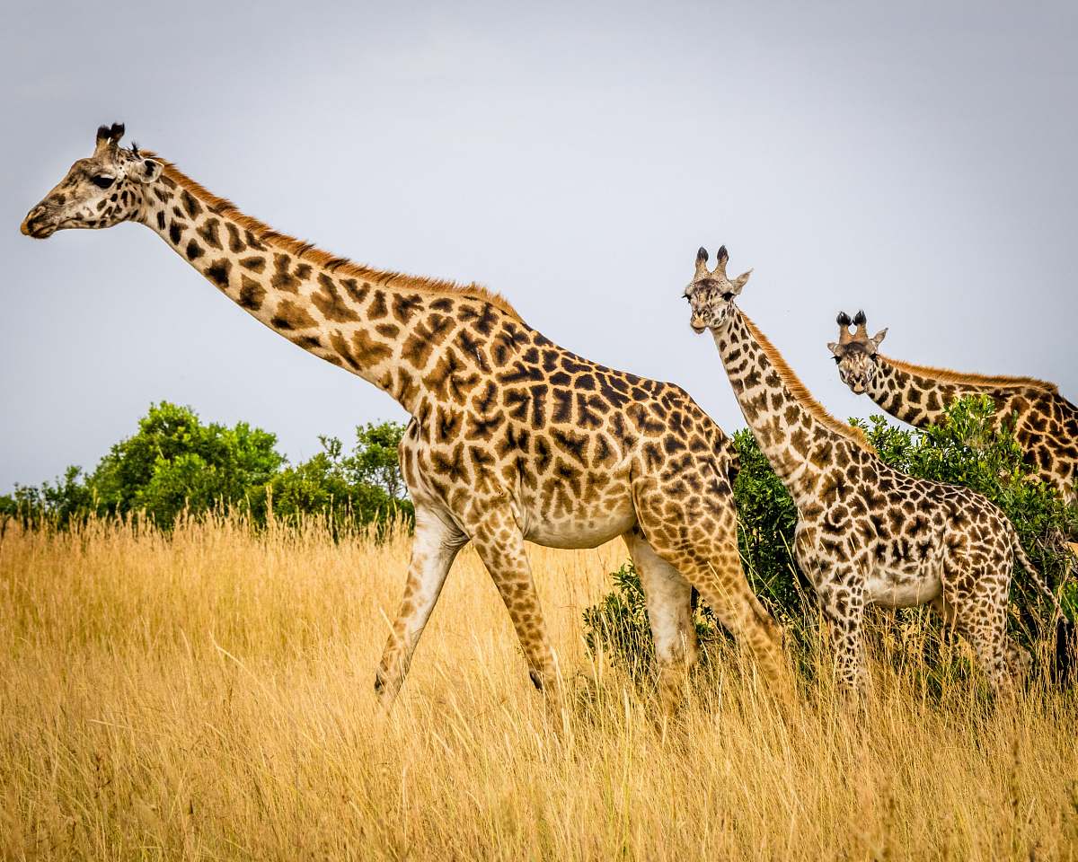 giraffe wildlife photography of tower of giraffes wildlife
