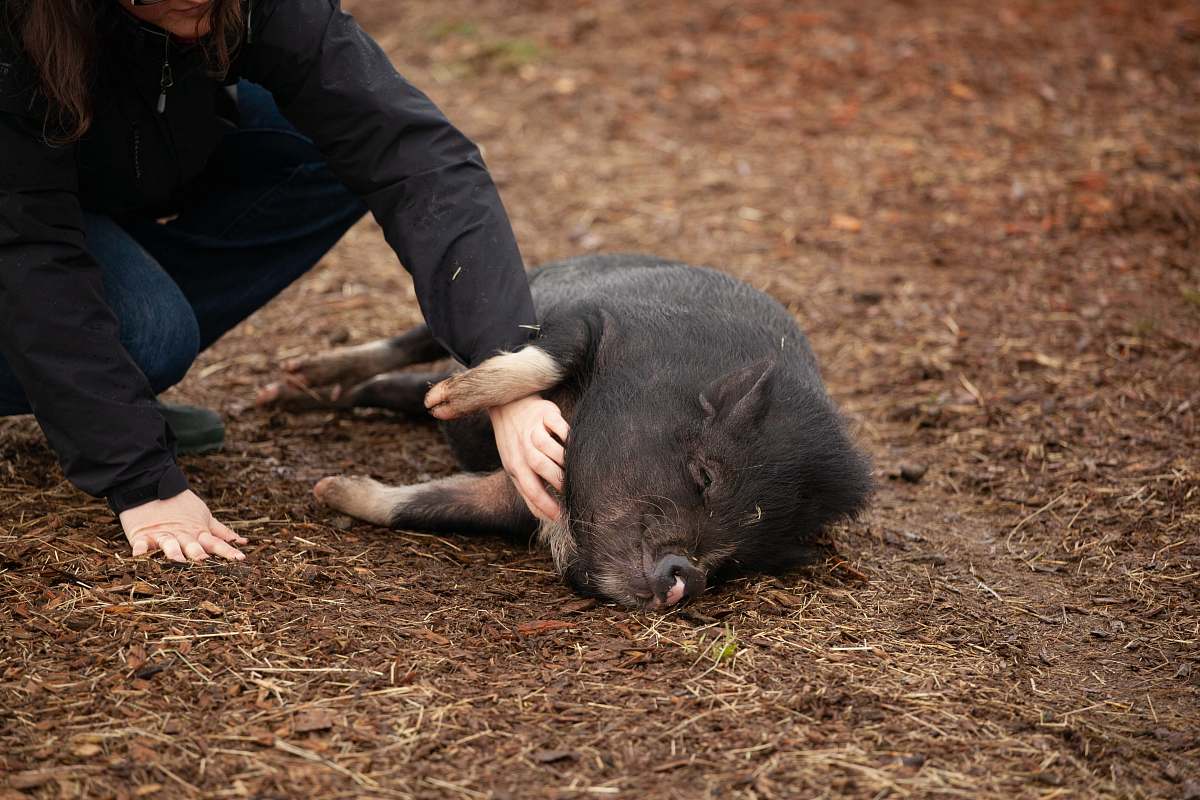 pig woman holding black pig hog