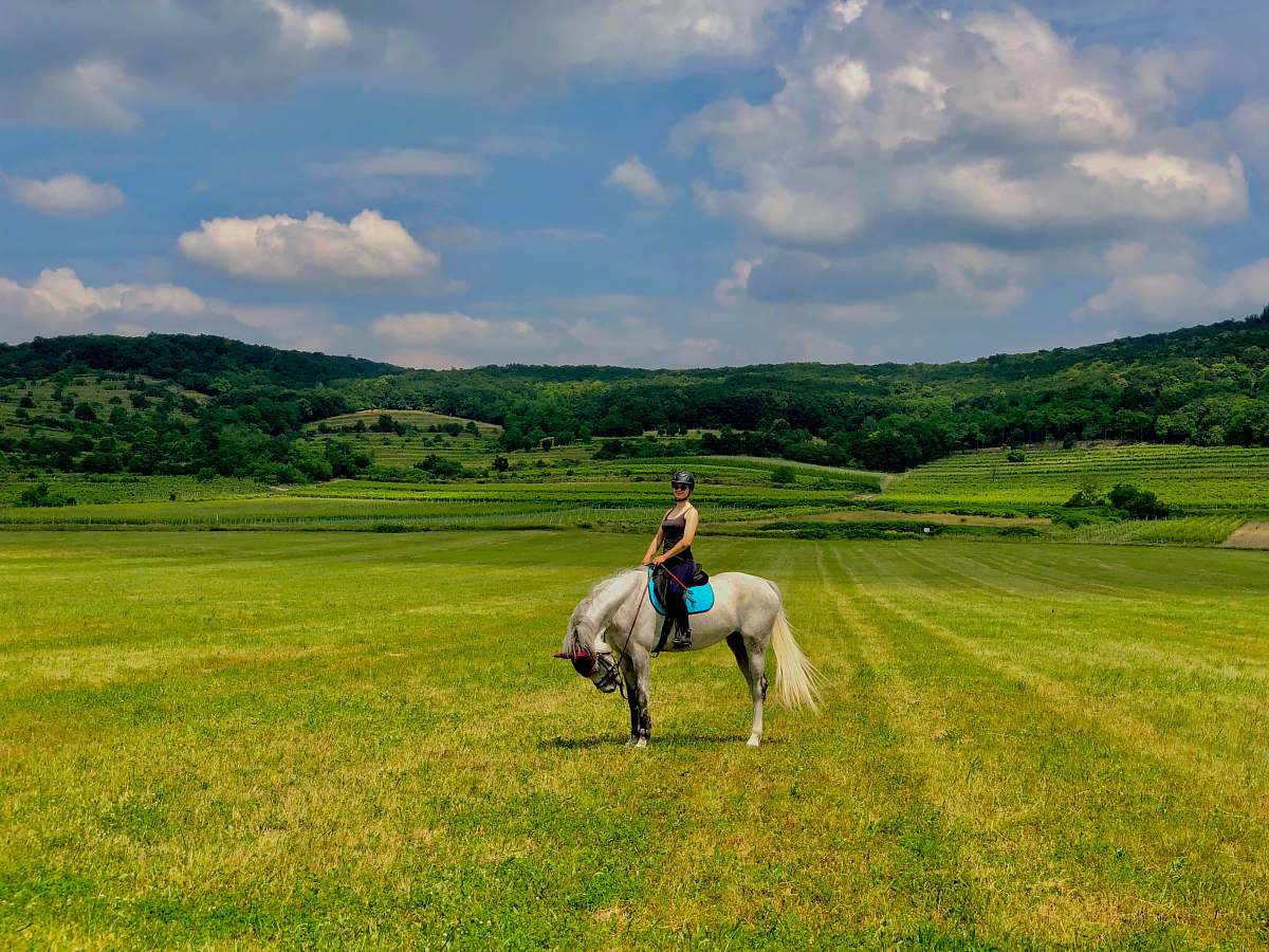 horse woman riding white horse on grassland during daytime mammal