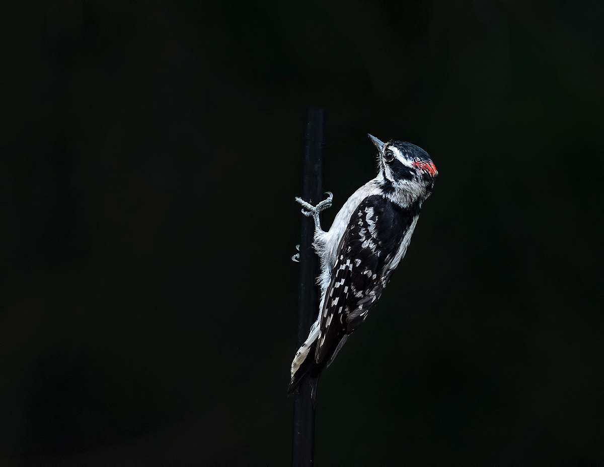 bird woodpecker on black background woodpecker