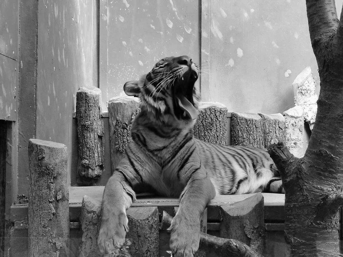 mammal yawning adult tiger black-and-white