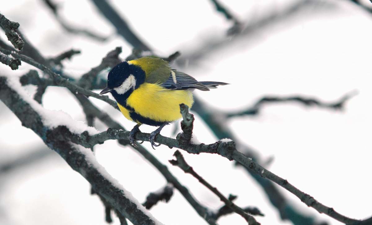 bird yellow and black bird perching on branch yellow