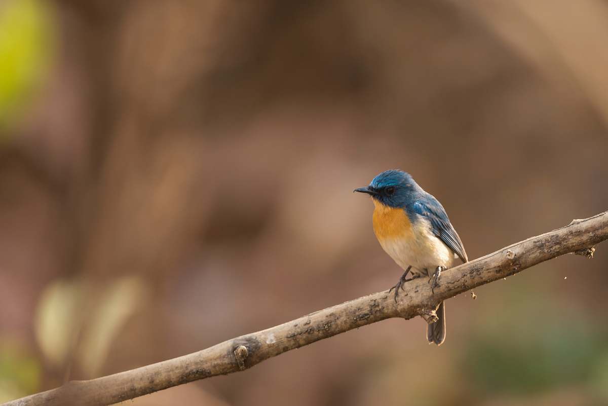 bird yellow and blue bird on brown tree branch bluebird
