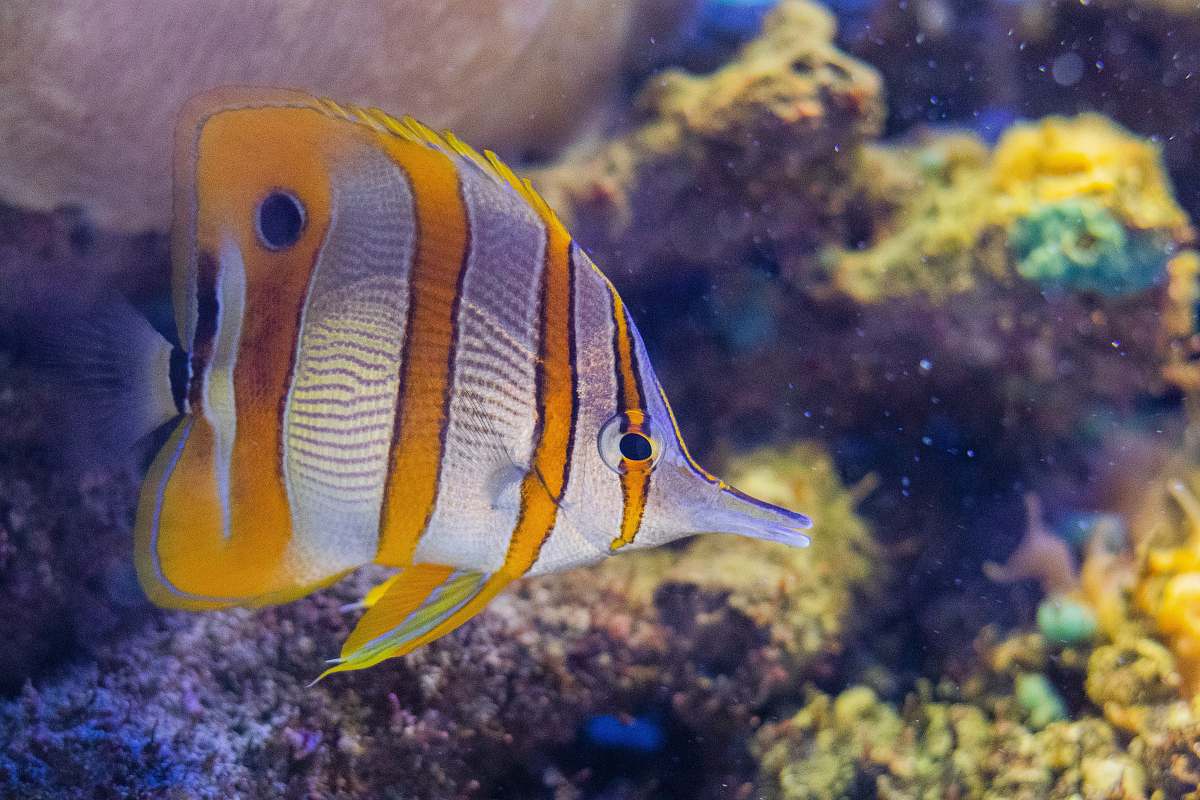 angelfish yellow and gray fish sea life