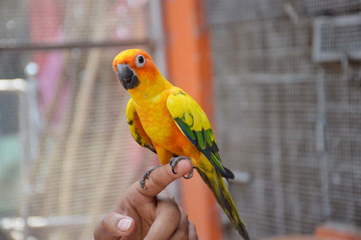 bird yellow and green parakeet parrot