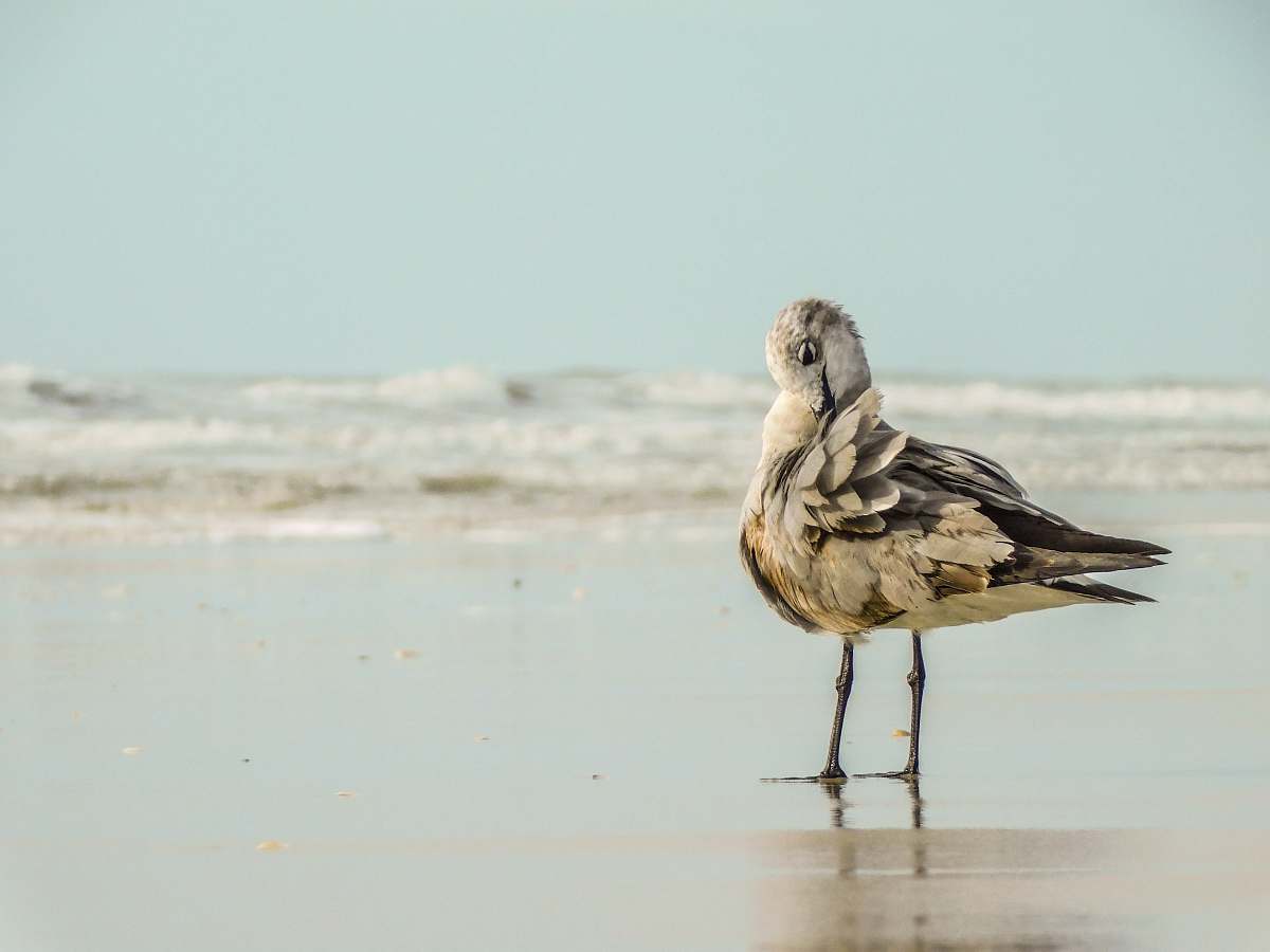 bird yellow and white bird on seashore nature
