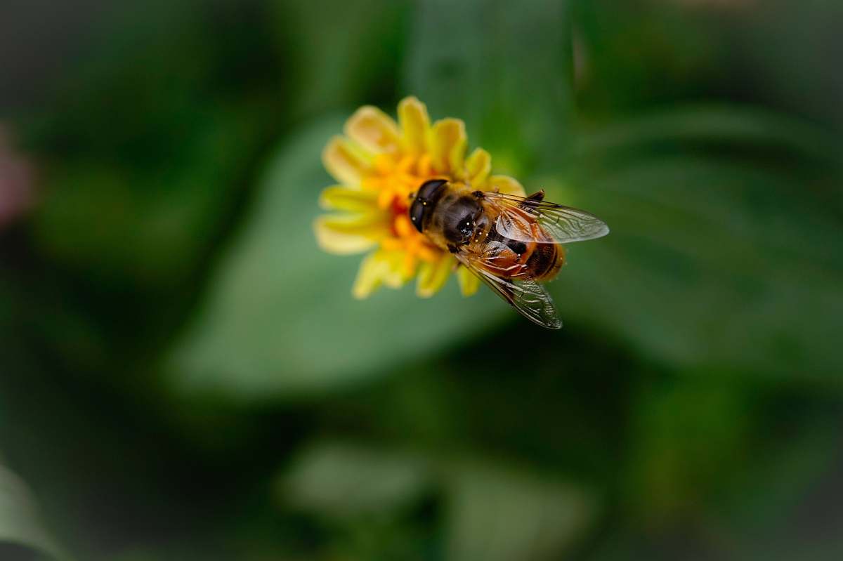 invertebrate yellow bee perched on flower honey bee