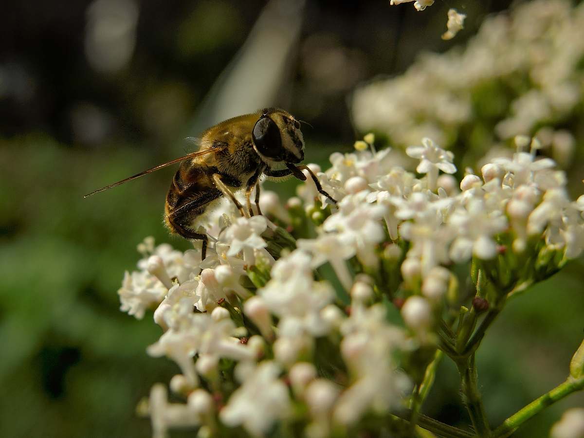 apidae yellow bee perching on petaled flower bee