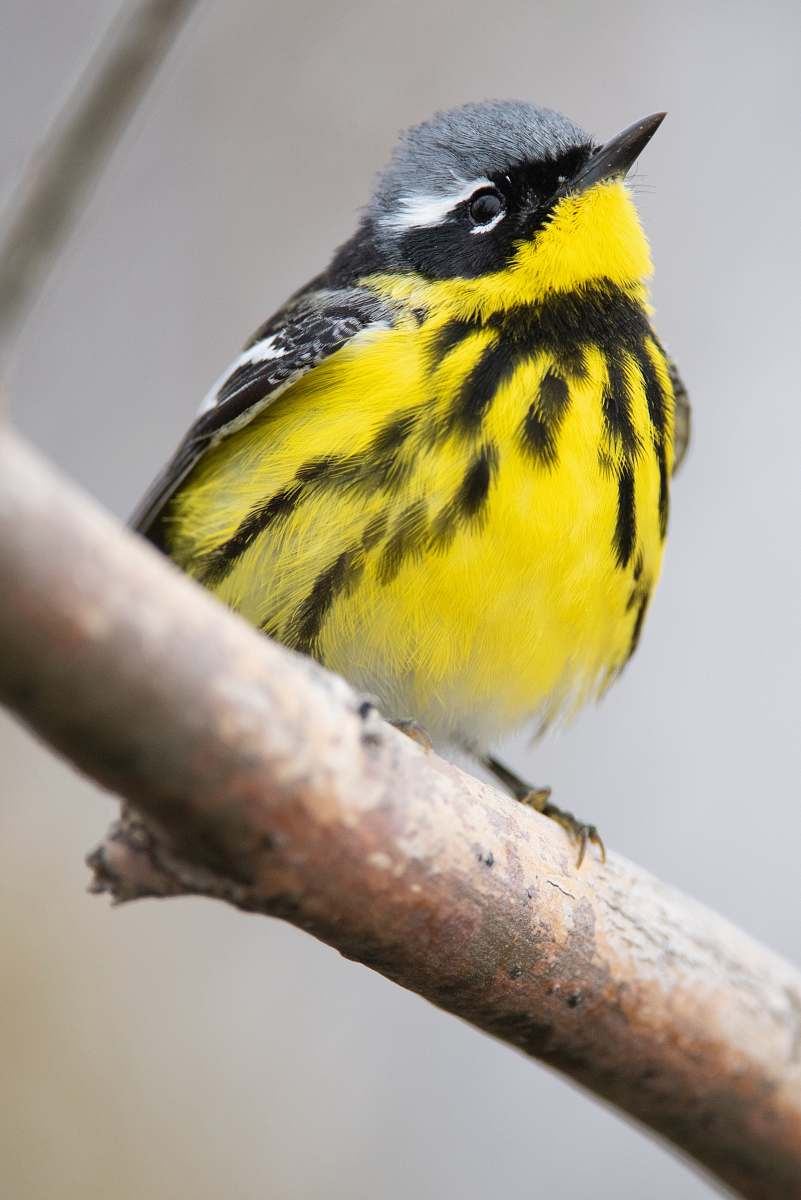 bird yellow bird ion branch canary