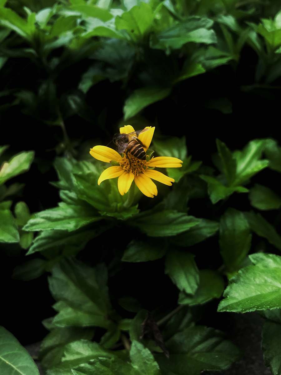 apidae yellow petaled flower bee