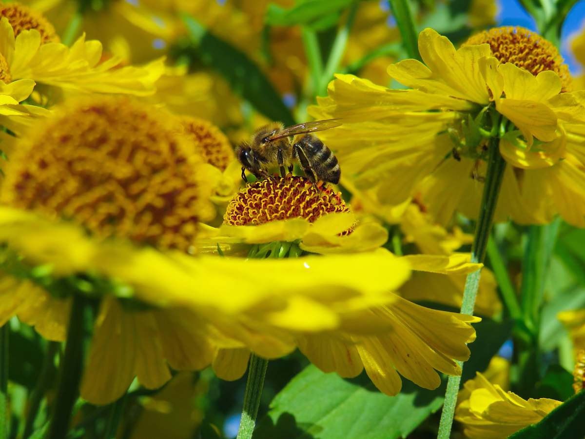 bee yellow petaled flower plants insect