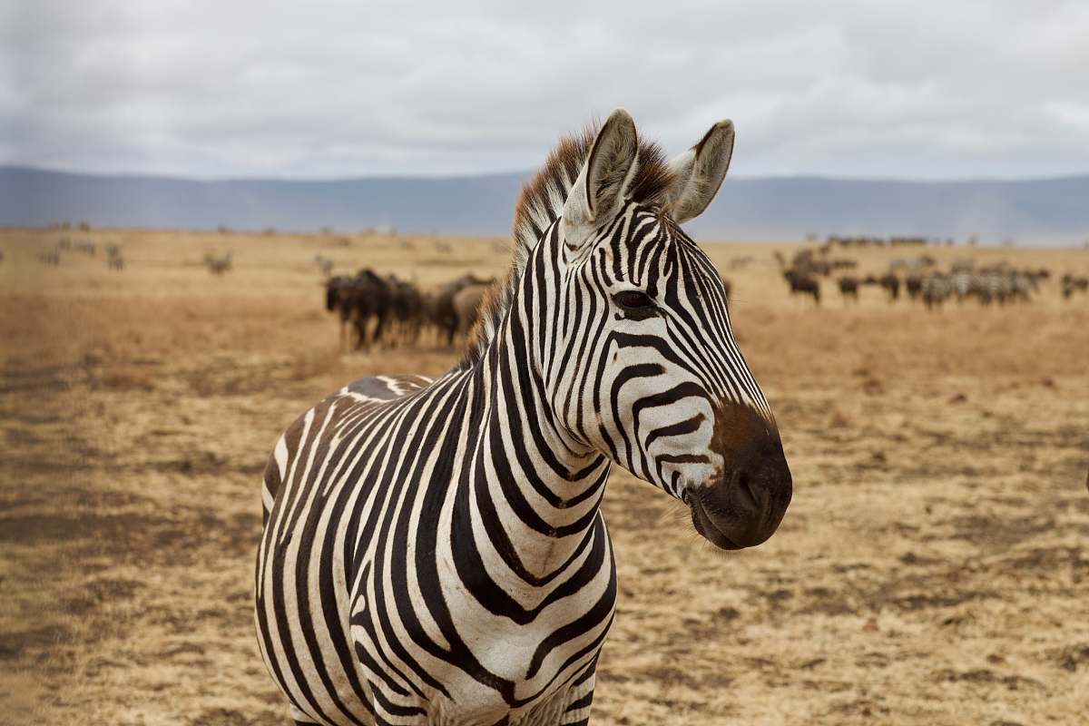 mammal zebra animal zebra