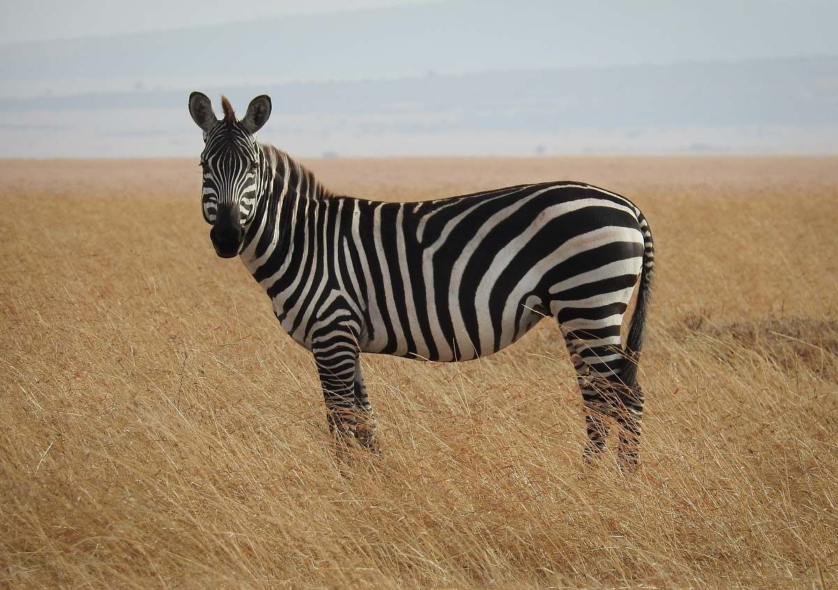 mammal zebra in Savanna zebra