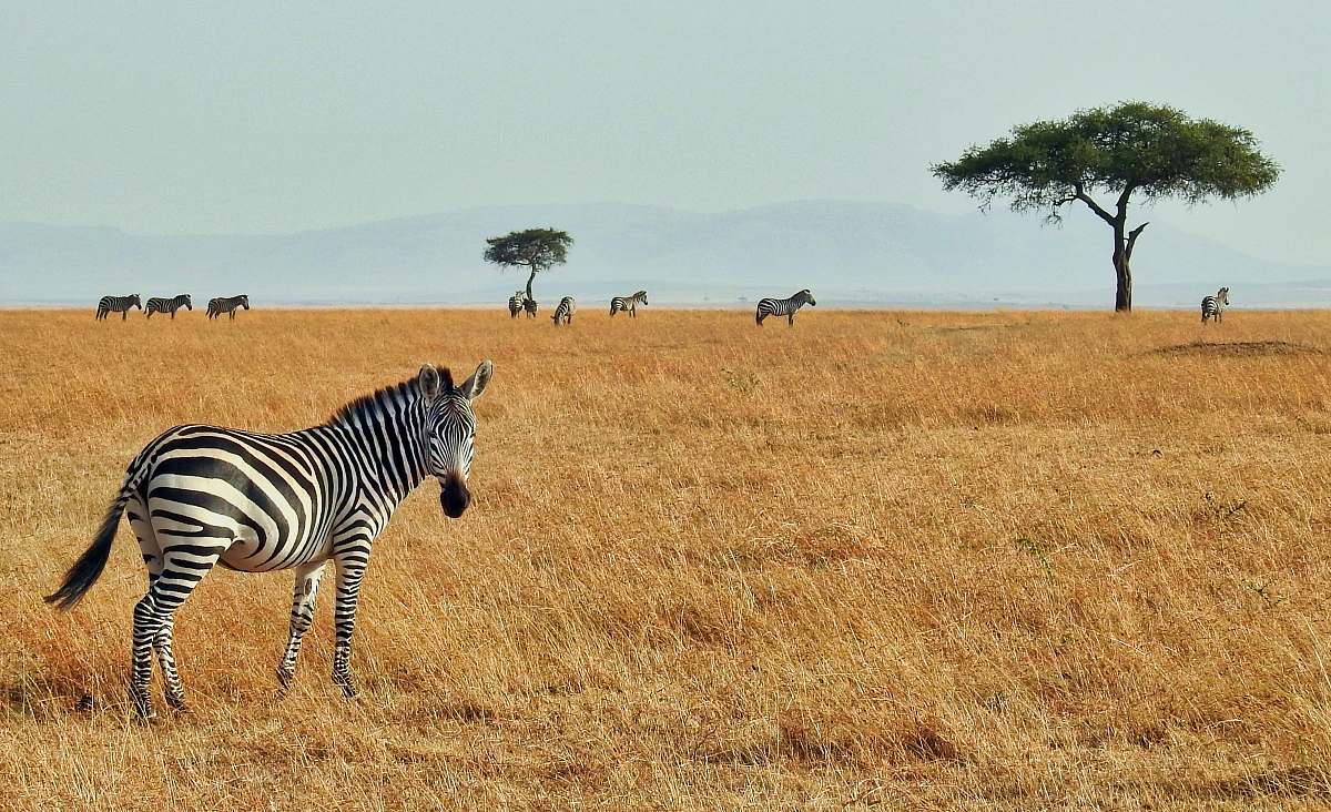 zebra zebra in wild wildlife