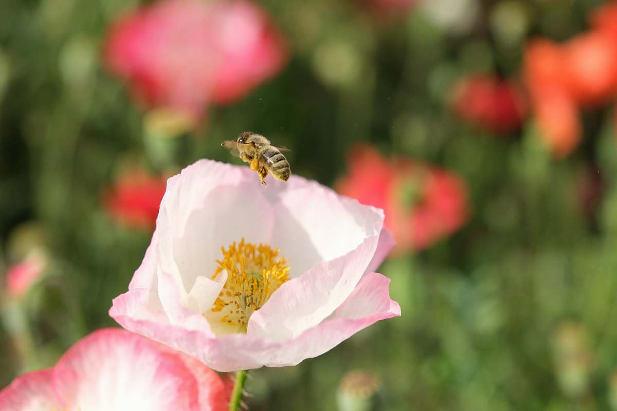 invertebrate  insect
