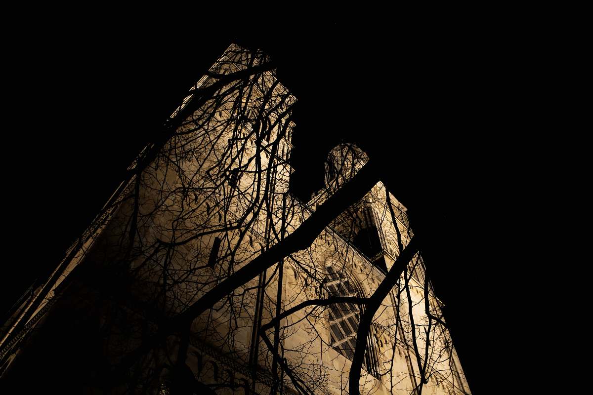 building no leaf tree light