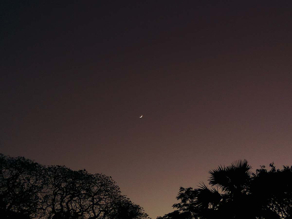 flora silhouette of trees under crescent moon palm tree