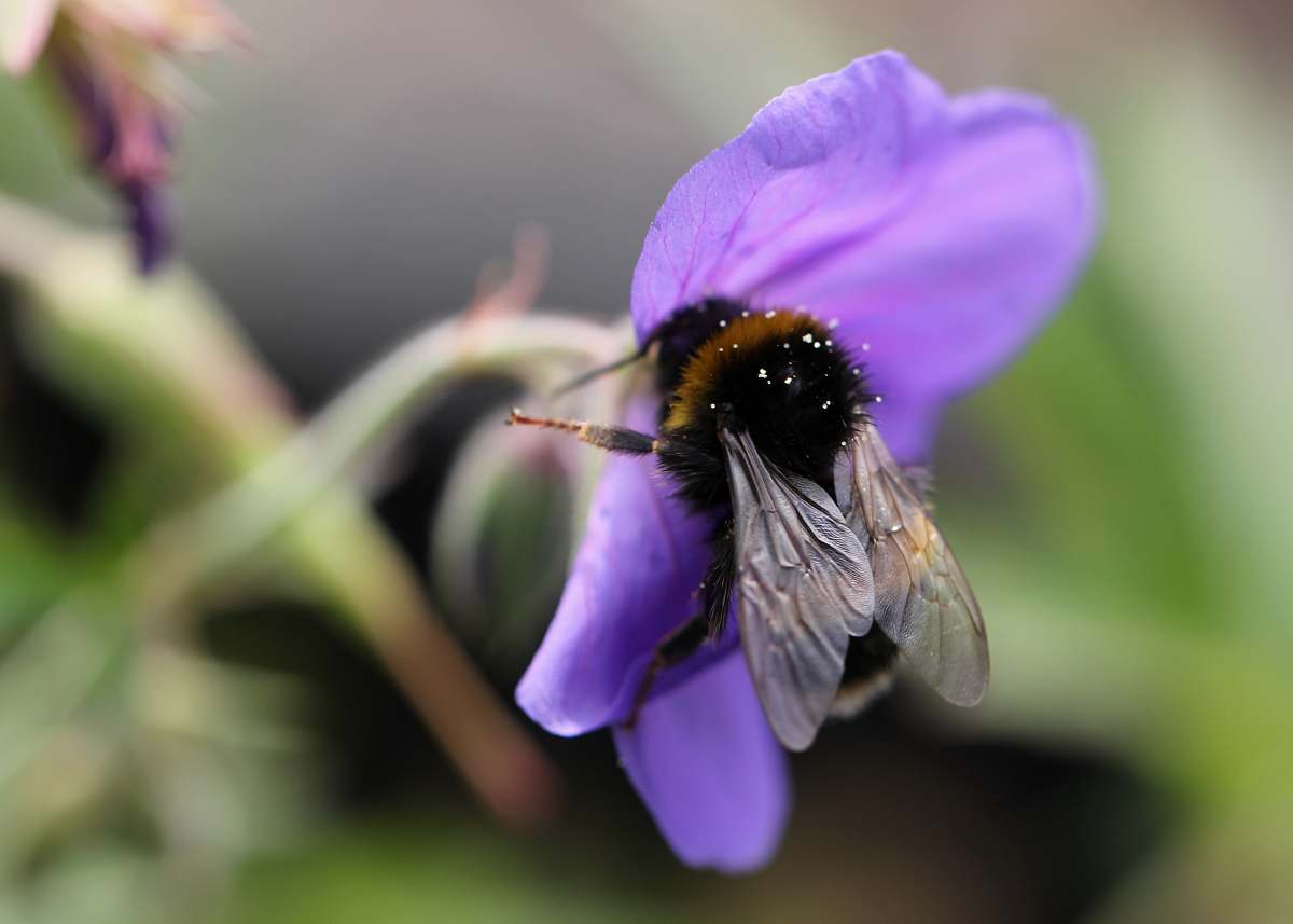 apidae bee on purple flower invertebrate