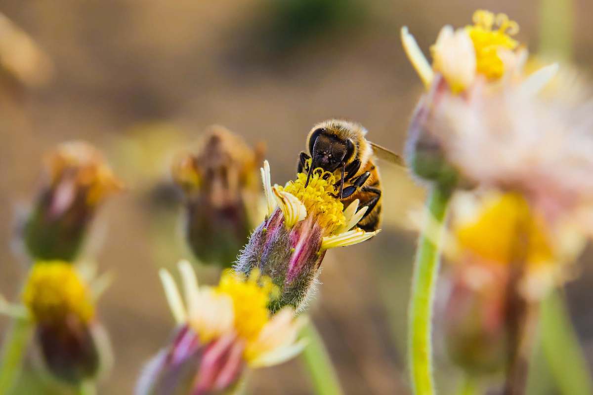 insect brown wasp on yellow daisy flower animal
