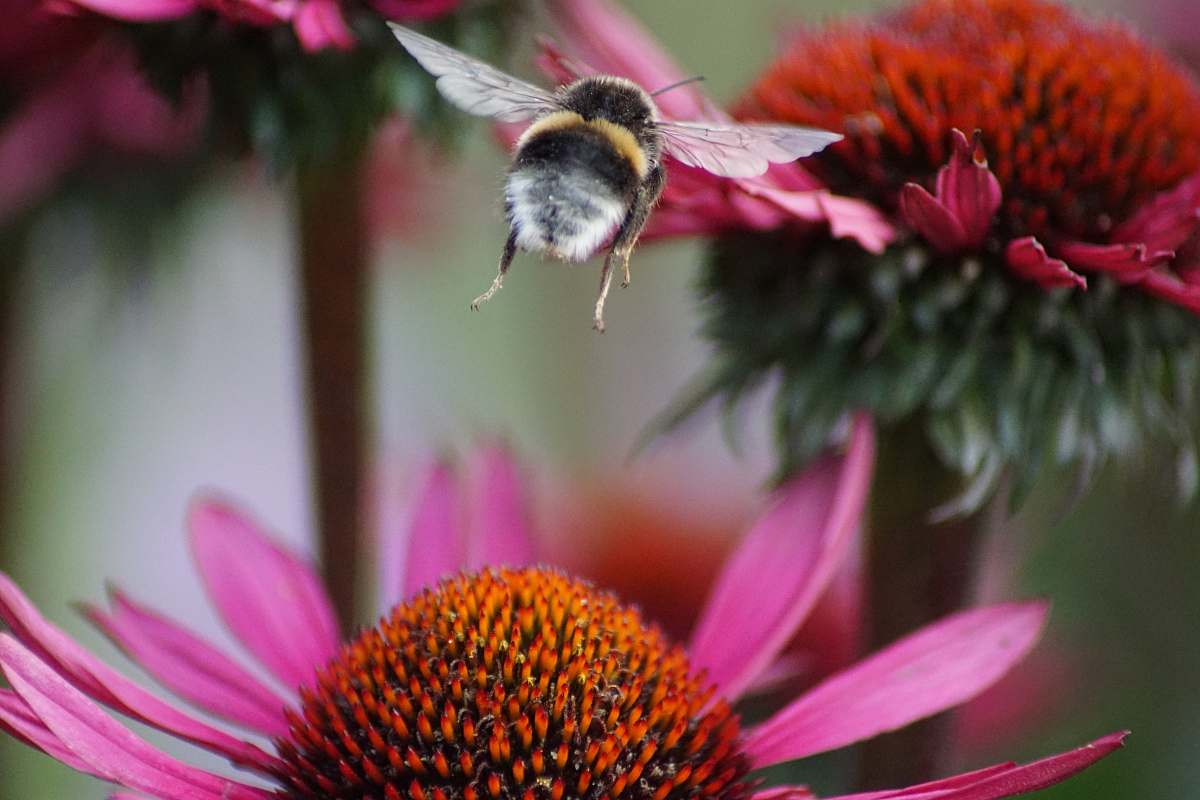 insect closeup photo of bee flying invertebrate