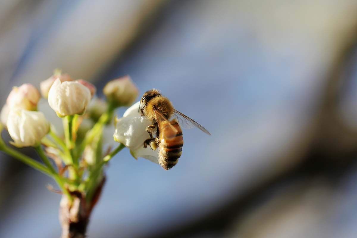 insect selective focus photography of bee on flower invertebrate