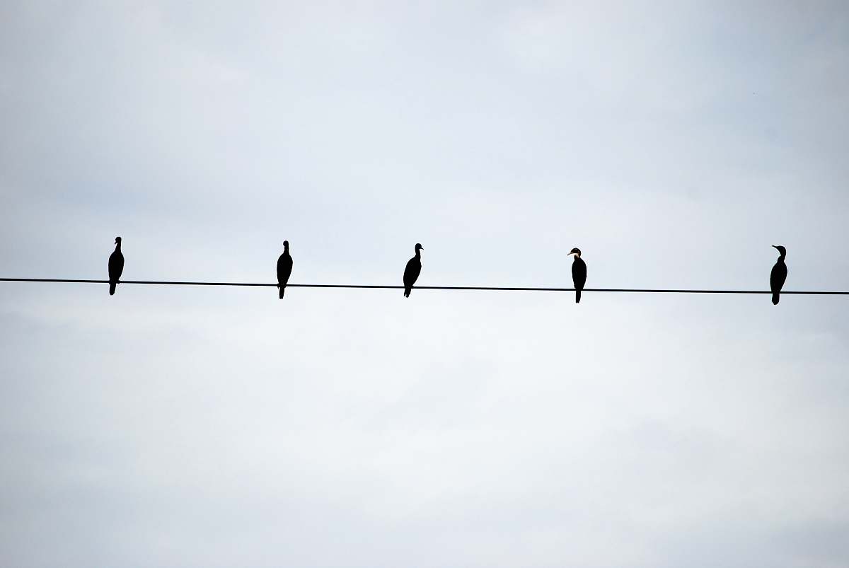 animal  finch