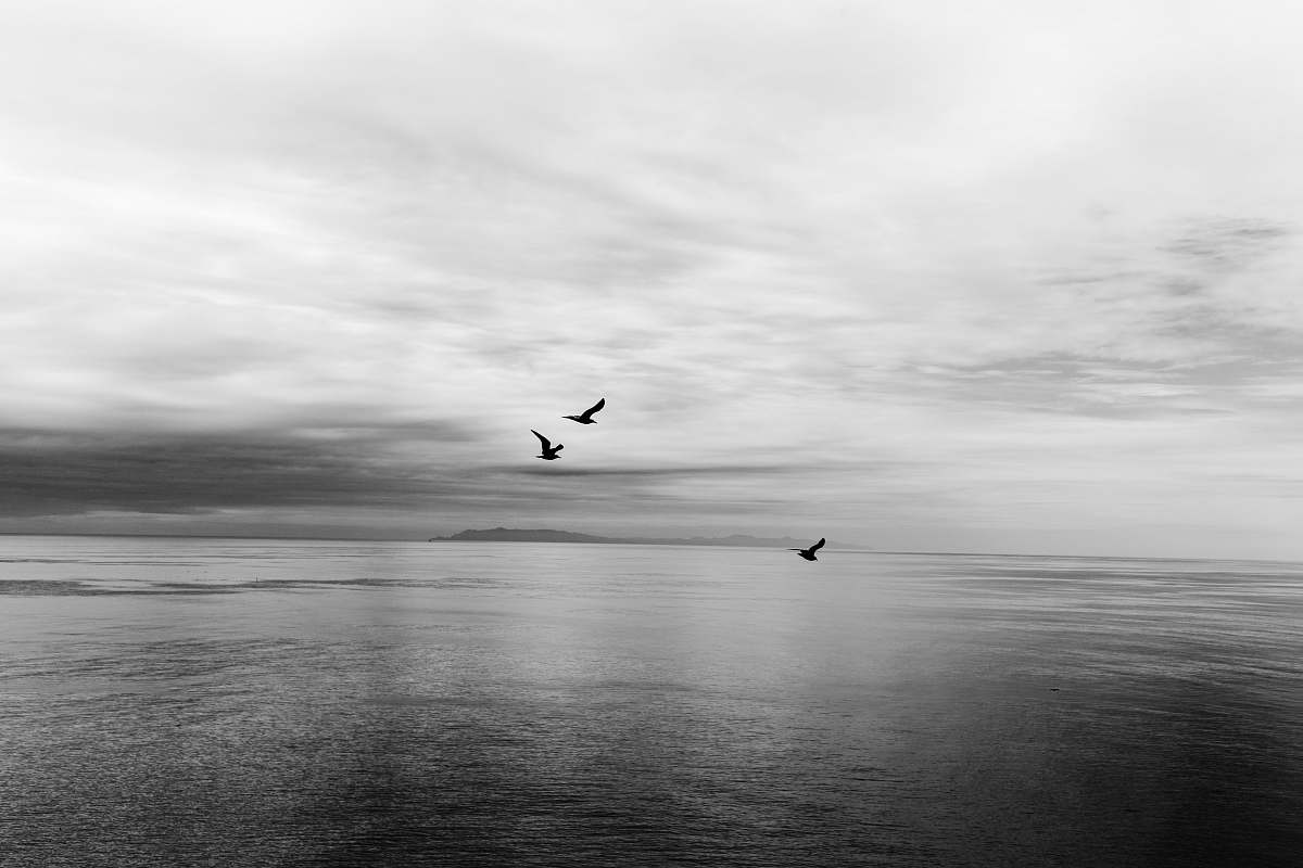grey  black-and-white