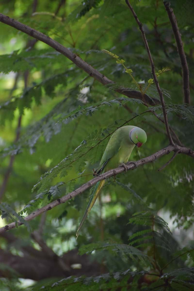 parakeet  parrot