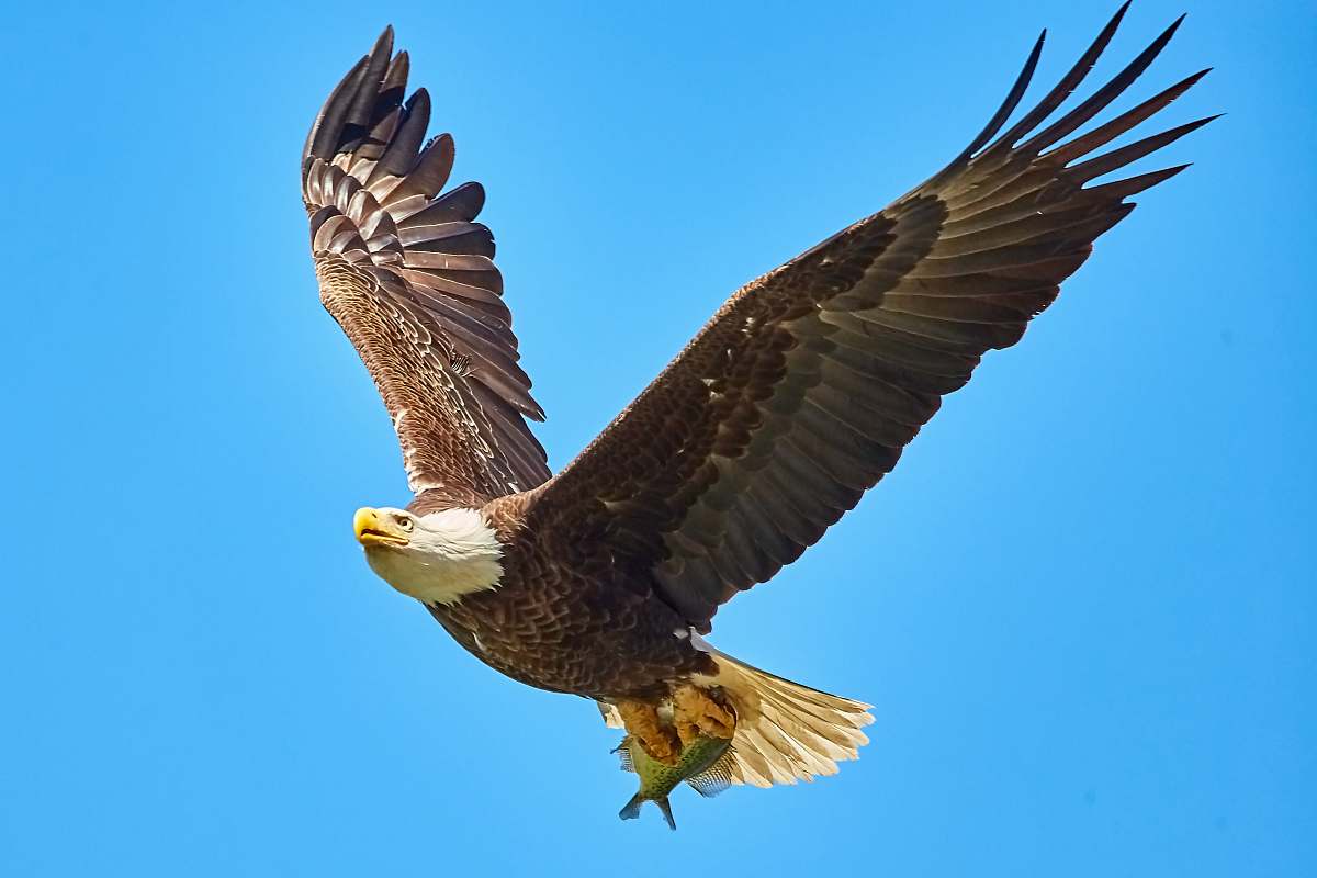 ag eagle stock news ag eagle stock news