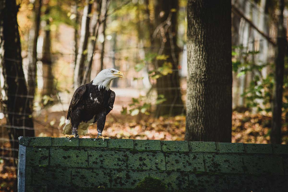 animal bald eagle on gray concrete fence across woods eagle