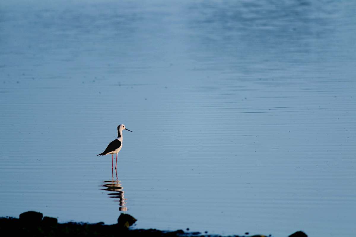 animal bird on water stork