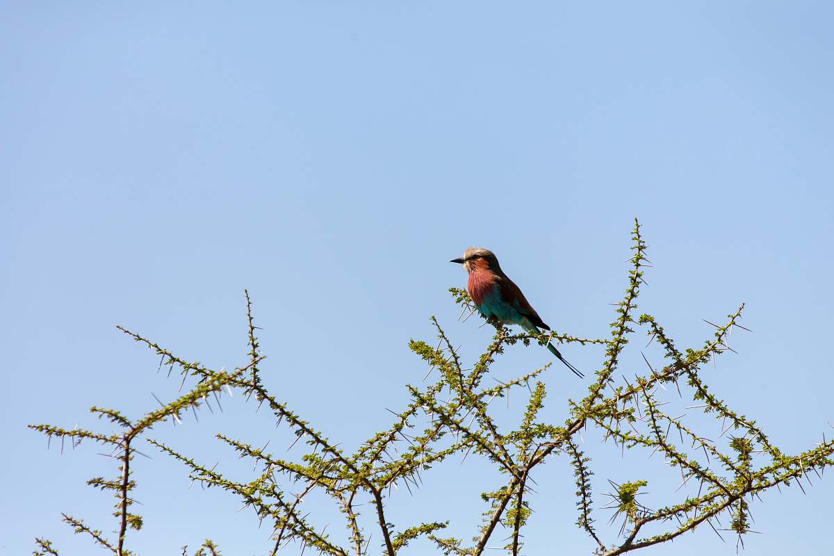 animal bird perched on green plant bee eater
