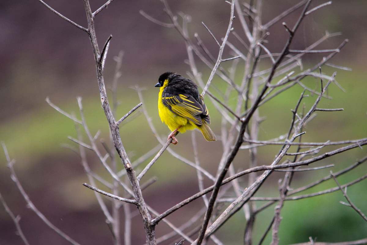 animal bird perched on tree kenya