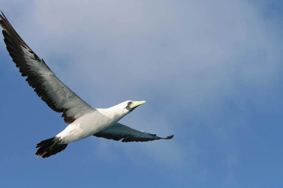 animal black and white bird flying on sky grey