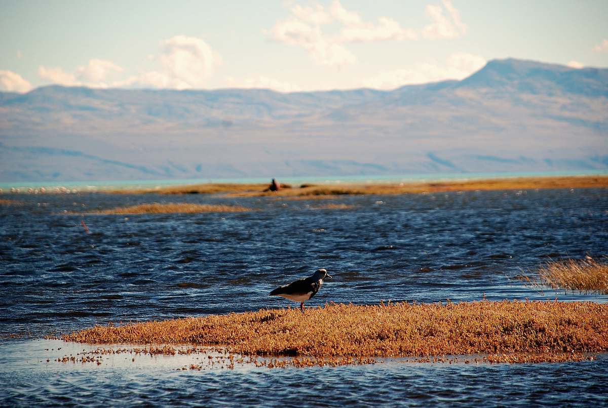 animal black and white bird surrounded by sea land