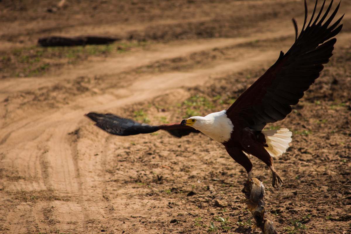 animal black and white eagle eagle