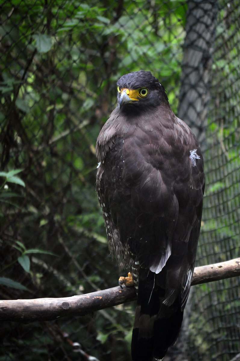 animal black bird buzzard